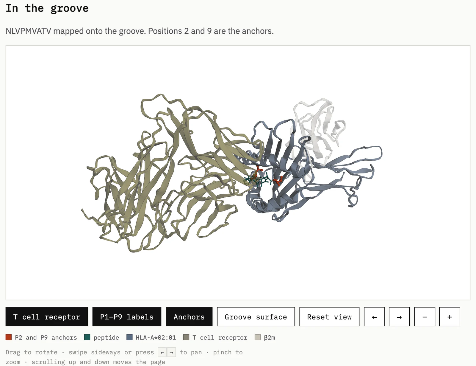 The explorer's structure tab: a nine-residue peptide in teal lying in the slate binding groove of HLA-A*02:01, its two anchor positions in brick, with a T cell receptor in olive docked across the top, above buttons for the receptor, the position labels, the anchors and the groove surface.